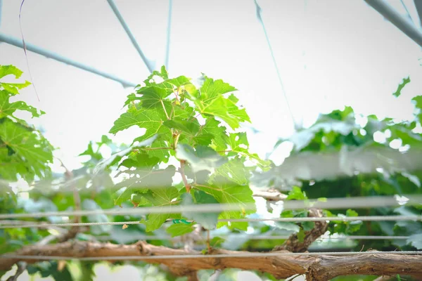 Grape plant growing in farm — Stock Photo, Image