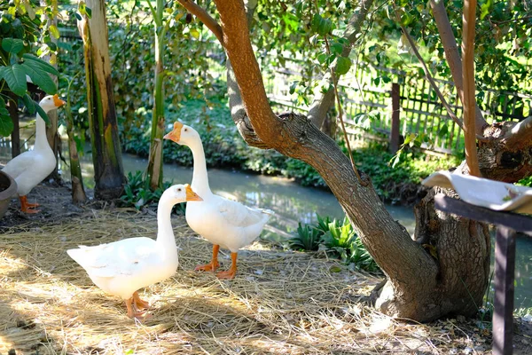 Ganso em pé perto da lagoa na fazenda — Fotografia de Stock