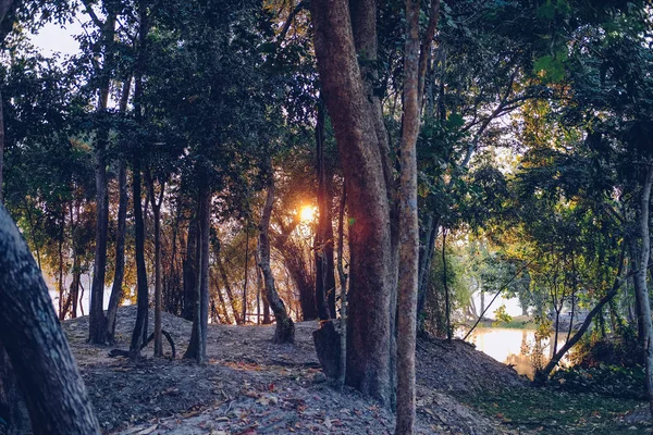 Luz del sol de la mañana con vista al bosque . — Foto de Stock