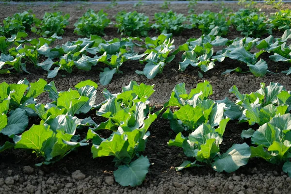 Cabbage plant growing in farm. vegatable plantation  in garden — Stock Photo, Image