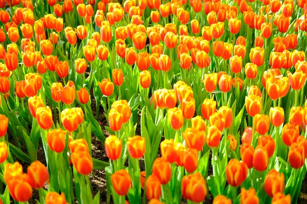 Blooming tulip flower in garde — Stock Photo, Image
