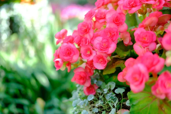 Blühende Begonien blühen im Beet im Garten. — Stockfoto