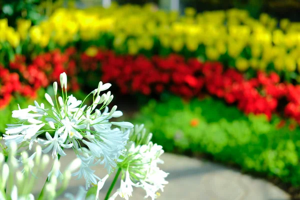 Квітуча квіткова рослина в садовому парку — стокове фото