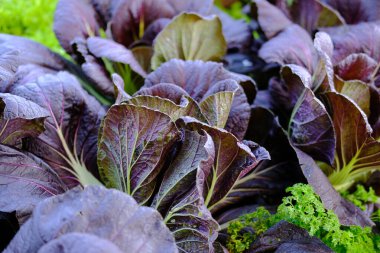 grupta büyüyen lahana bitki. Bitkisel plantasyon bahçe içinde