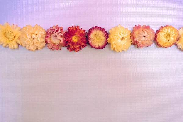 Papel blanco con fila de flores secas. textura fondo — Foto de Stock