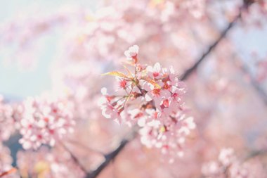 Vahşi Himalaya kiraz çiçekleri. Çiçek açan pembe flora