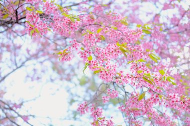 Vahşi Himalaya kiraz çiçekleri. Çiçek açan pembe flora
