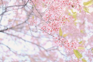 Vahşi Himalaya kiraz çiçekleri. Çiçek açan pembe flora