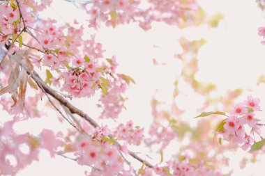 Vahşi Himalaya kiraz çiçekleri. Çiçek açan pembe flora