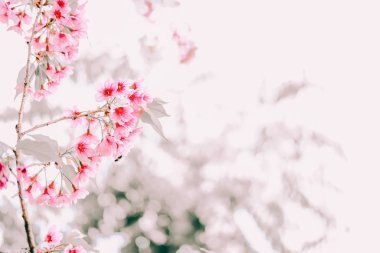 Vahşi Himalaya kiraz çiçekleri. Çiçek açan pembe flora