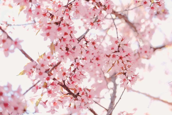 Fleur sauvage de cerisier himalayen sakura. floraison de la flore rose — Photo