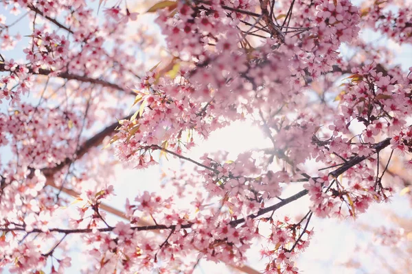 Vahşi Himalaya kiraz çiçekleri. Çiçek açan pembe flora — Stok fotoğraf