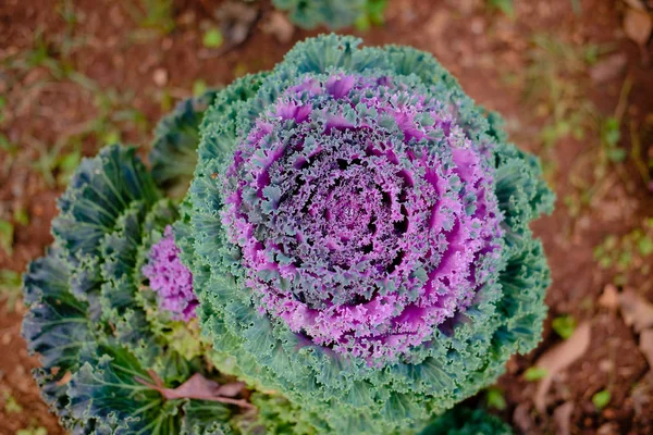 Water droplet on decorative flowering cabbage kale. garden decor — 스톡 사진