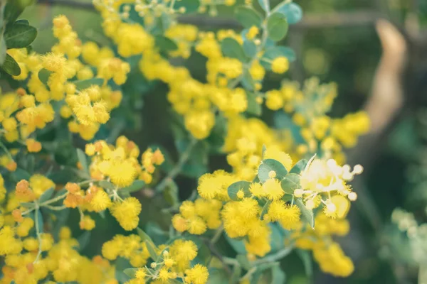 Gele parel acaciabloem. bloeiende flora — Stockfoto