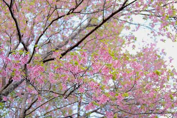 Wild himalayan sakura cherry blossom flower. blooming pink flora — Stock Photo, Image
