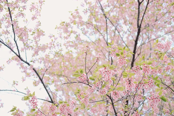 Wild himalayan sakura cherry blossom flower. blooming pink flora — Stock Photo, Image