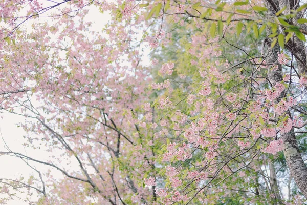 Wild himalayan sakura cherry blossom flower. blooming pink flora — 스톡 사진