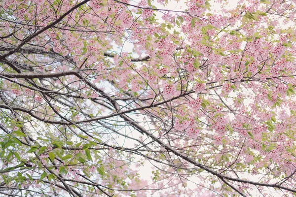 Wild himalayan sakura cherry blossom flower. blooming pink flora — Stock Photo, Image