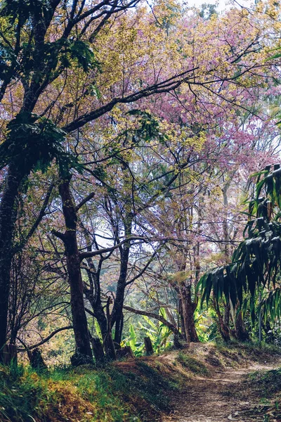Sendero sendero en bosque tropical — Foto de Stock