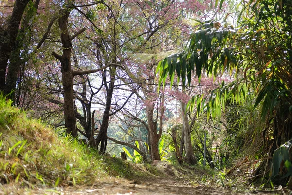 trail path pathway in tropical forest