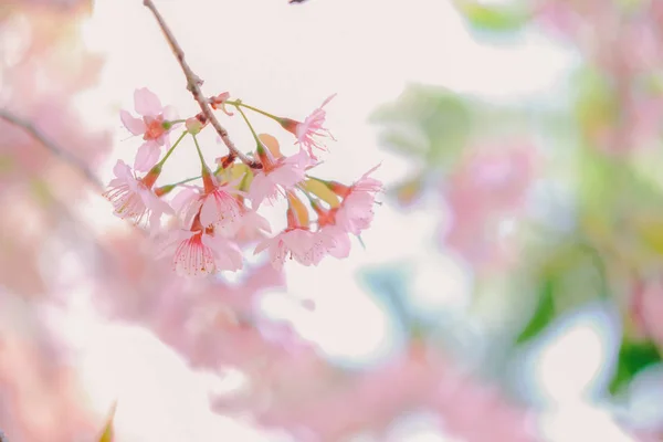 Wild himalayan sakura cherry blossom flower. blooming pink flora — Stock Photo, Image