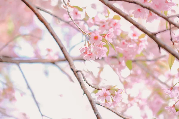 Wild himalayan sakura cherry blossom flower. blooming pink flora — 스톡 사진