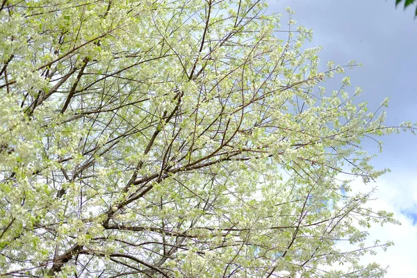 Fiore di ciliegio selvatico himalayano sakura. fioritura flor bianco — Foto Stock
