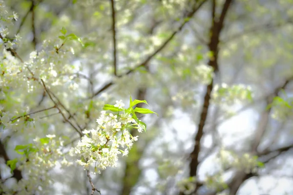 Wild himalayan sakura cherry blossom flower. blooming white flor — Stock Photo, Image