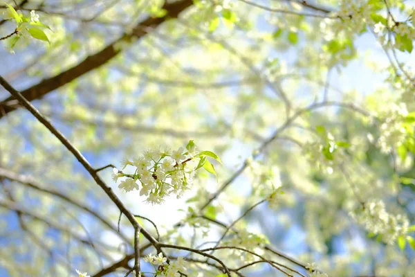 Flor de flor de cerezo sakura himalaya salvaje. flor blanca floreciente — Foto de Stock