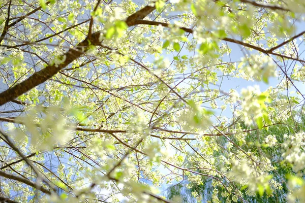 Wild himalayan sakura cherry blossom flower. blooming white flor — Stock Photo, Image