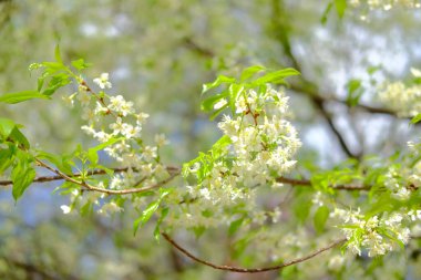 Vahşi Himalaya kiraz çiçekleri. Çiçek açan beyaz flor