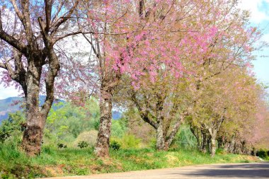 Vahşi Himalaya kiraz çiçekleri. Çiçek açan pembe flora