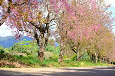 Vahşi Himalaya kiraz çiçekleri. Çiçek açan pembe flora