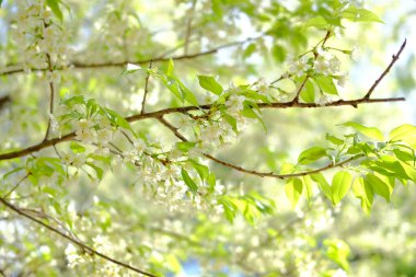 Vahşi Himalaya kiraz çiçekleri. Çiçek açan beyaz flor