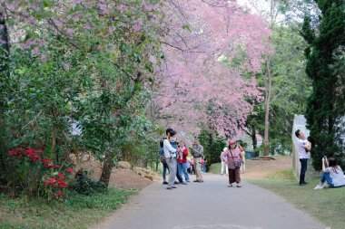 Khun Wang Inthanon 'u ziyaret eden turistler Himalaya Sakura che' sini görmeye gittiler.