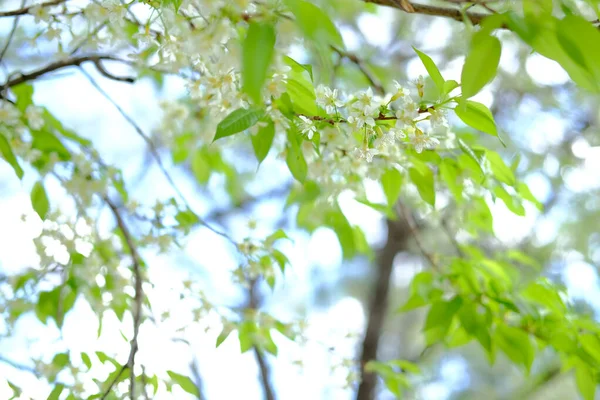 Wilde Himalaya Sakura Kirschblüte Blume. blühendes weißes Mehl — Stockfoto