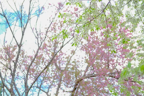 Fleur sauvage de cerisier himalayen sakura. floraison rose blanc — Photo