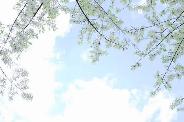 Wilde Himalaya Sakura Kirschblüte Blume. blühendes weißes Mehl — Stockfoto