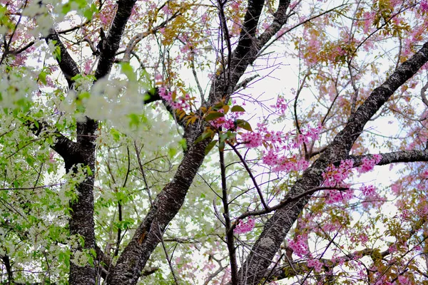 Dziki himalajski kwiat wiśni sakura. kwitnąca różowa biel — Zdjęcie stockowe