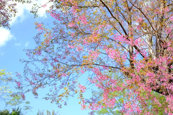 Wild himalayan sakura cherry blossom flower. blooming pink flora — Stock Photo, Image