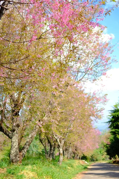 Vahşi Himalaya kiraz çiçekleri. Çiçek açan pembe flora — Stok fotoğraf