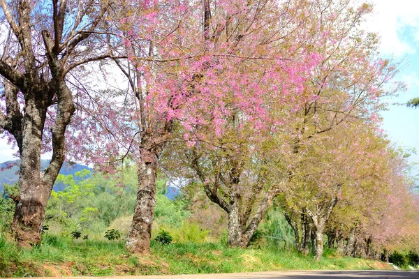 Vahşi Himalaya kiraz çiçekleri. Çiçek açan pembe flora — Stok fotoğraf