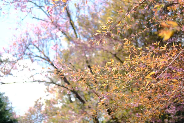 Квітка вишні дикого гімалайського сакури. квітуча рожева флора — стокове фото
