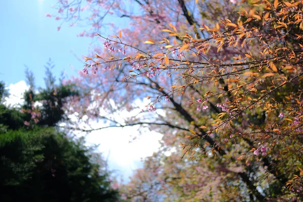 Wilde himalaya sakura kers bloesem bloem. bloeiende roze flora — Stockfoto