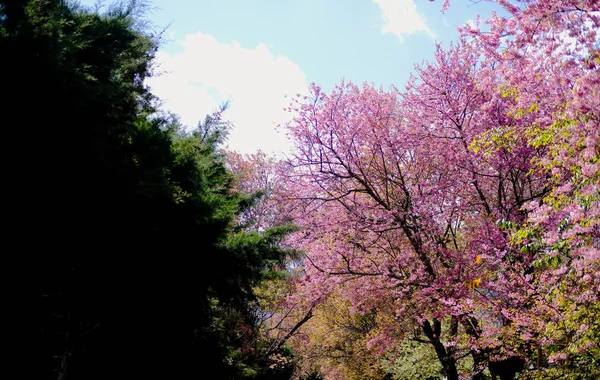 Divoký květ třešňových květů z himálajské sakury. kvetoucí růžová flóra — Stock fotografie