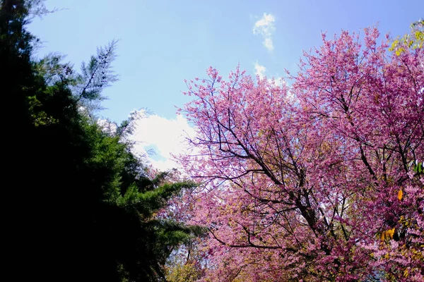 Dziki himalajski kwiat wiśni sakura. kwitnąca różowa flora — Zdjęcie stockowe