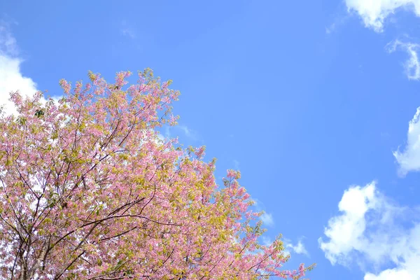 Fleur sauvage de cerisier himalayen sakura. floraison de la flore rose — Photo