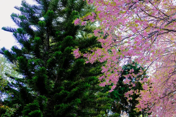 Çam ağacı & vahşi himalaya sakura kiraz çiçeği. Çiçek — Stok fotoğraf