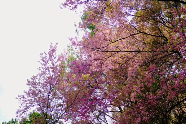 Dziki himalajski kwiat wiśni sakura. kwitnąca różowa flora — Zdjęcie stockowe