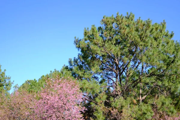 Pino y sakura himalaya silvestre flor de cerezo. floración — Foto de Stock